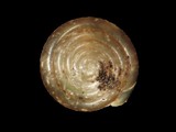 ǦW:Trochochlamys crenulata