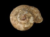 ǦW:Chamalycaeus hungerfordianus
