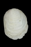 ǦW:Hipponix foliacea