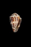 ǦW:Conus chaldeus