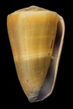 學名:Conus flavidus