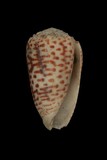 ǦW:Conus pulicarius