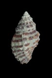 ǦW:Drupella concatenata