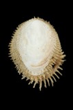ǦW:Pilosabia trigona