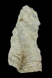 學名:Tridacna maxima