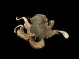 學名:Octopus vulgare