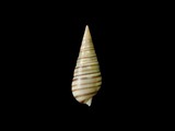 ǦW:Pyramidella dolabrata f. terebellum