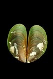中文種名:綠殼菜蛤