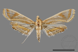 ǦW:Eoophyla gibbosalis