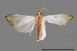 ǦW:Cirrhochrista fuscusa