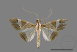 ǦW:Glyphodes itysalis