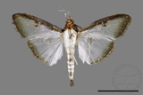 ǦW:Sisyrophora pfeifferae