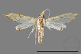 ǦW:Cirrhochrista spinuella