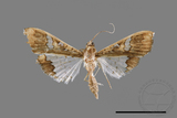 ǦW:Maruca vitrata