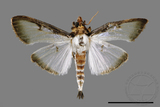 ǦW:Sisyrophora pfeifferae