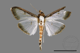 ǦW:Sisyrophora pfeifferae