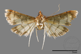 ئW:ŲwCrambidae