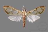 ǦW:Cirrhochrista fuscusa