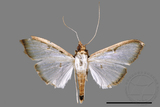 ǦW:Sisyrophora pfeifferae