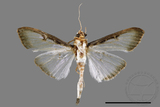 ǦW:Sisyrophora pfeifferae