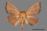 ǦW:Banisia fenestrifera