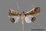 ǦW:Maruca amboinalis