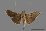 ئW:ŲwCrambidae