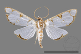 ǦW:Cirrhochrista spinuella