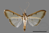 ǦW:Sisyrophora pfeifferae