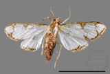 ǦW:Cirrhochrista spinuella