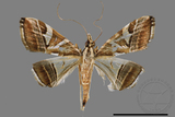 ǦW:Glyphodes itysalis