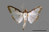 ǦW:Sisyrophora pfeifferae