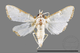 ǦW:Cirrhochrista spinuella