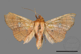 ǦW:Banisia fenestrifera