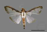 ǦW:Sisyrophora pfeifferae