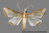 ǦW:Cirrhochrista spinuella