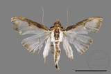 ǦW:Sisyrophora pfeifferae