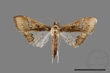 ǦW:Maruca vitrata