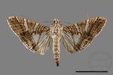 ǦW:Glyphodes stolalis