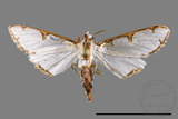 ǦW:Cirrhochrista spinuella