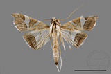 ǦW:Glyphodes itysalis