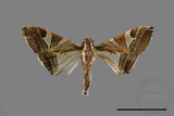 ǦW:Glyphodes itysalis