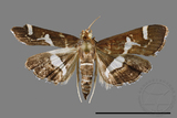 ǦW:Spoladea recurvalis