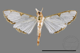 ǦW:Cirrhochrista spinuella