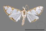 ǦW:Cirrhochrista spinuella