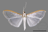 ئW:ŲwCrambidae