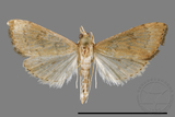 ئW:ŲwCrambidae