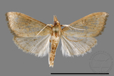 ئW:ŲwCrambidae