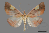 ǦW:Orybina flaviplaga