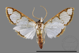 ǦW:Cirrhochrista spinuella